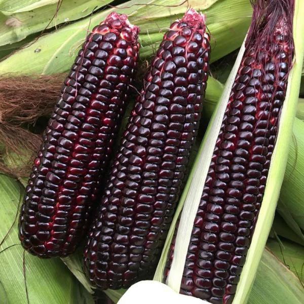 2021年下半年新鲜黑糯玉米即将成熟农场种植河北沧州