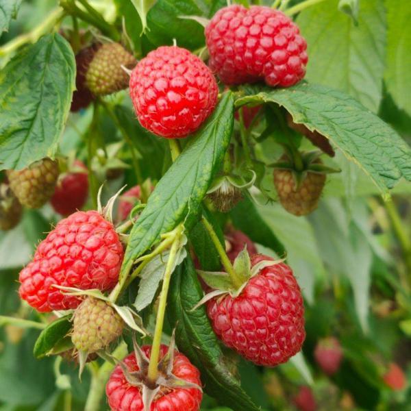 树莓苗红树莓苗，双季红树莓苗产量高品质好。