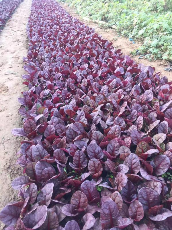 红叶甜菜自产自销  红叶甜菜种植基地。300万处理