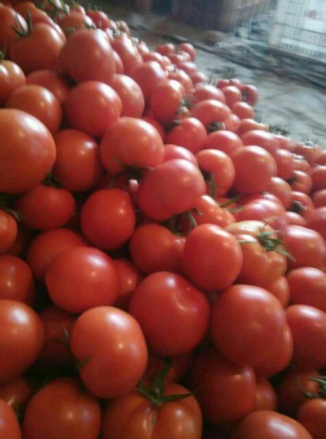 硬粉西红柿 硬粉 弧三以上反季节西红柿产地