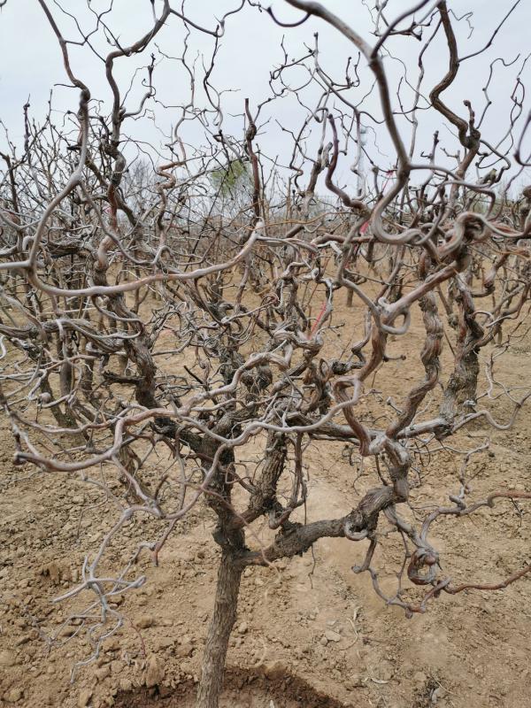 龙须枣树观赏品种绿化苗木挂果多成活率高提供管理技术