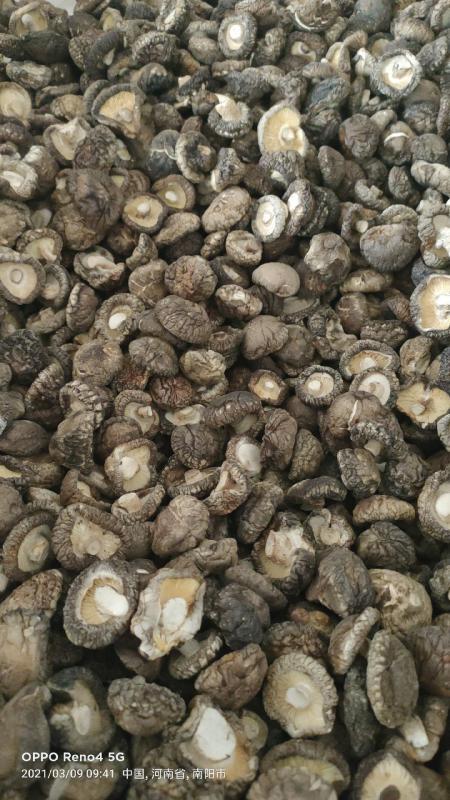 西峡产地干香菇包电商专用干净无杂板菇各种规格质量工厂直销