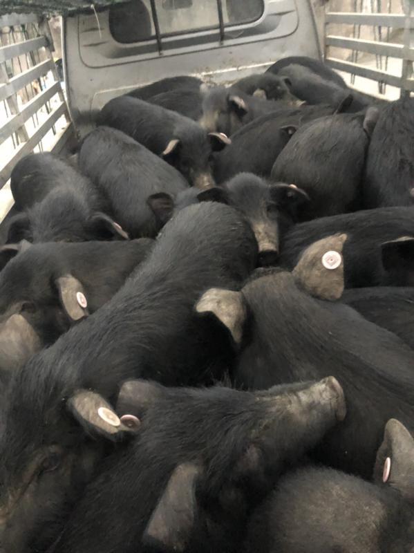 藏香猪种猪，仔猪，商品猪，基地直销，大量现货