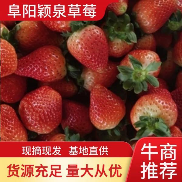 安徽天仙醉草莓，大果，现摘现发，基地直供，欢迎采购