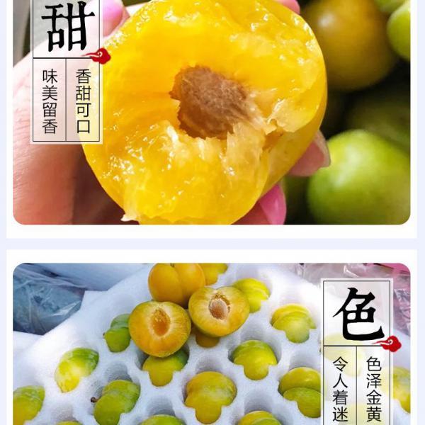 【脆甜】现摘蜂糖李5斤装应季新鲜水果贵州六马蜂糖李
