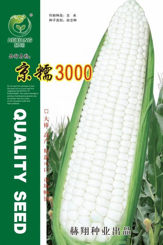 杜绝假货 京糯3000玉米种子 杂交 香甜明透 丰产