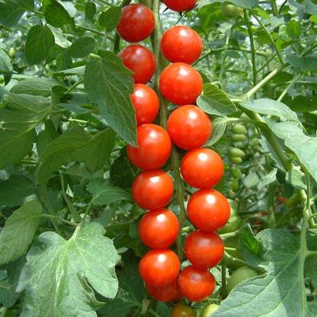 西红柿种子 番茄种子 口感型番茄种子 千禧 小番茄种子