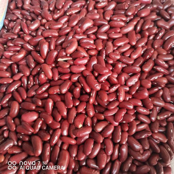 英国红 红芸豆 腰豆食品加工  低温烘焙原料