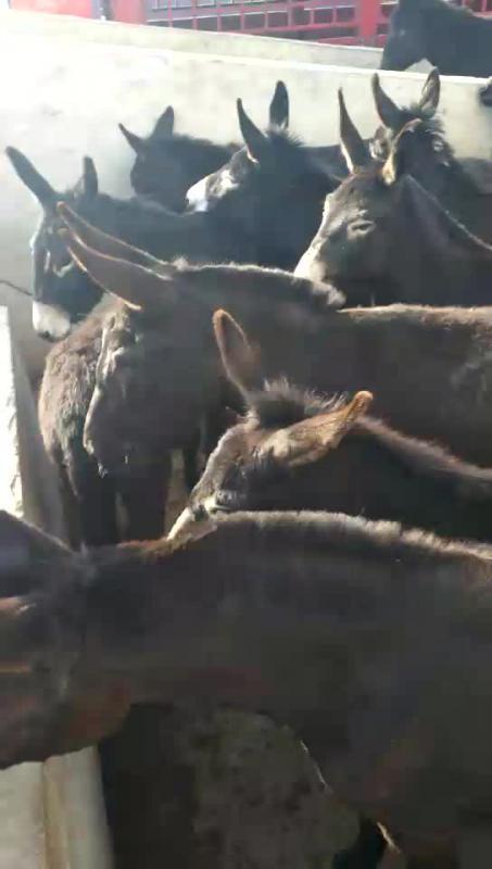 德州驴 庆阳驴 三个月的驴苗 肉驴养殖场