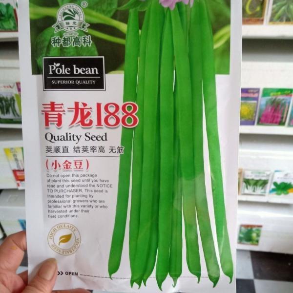 中早熟青龙188四季豆种子 小金豆种子 蔬菜种子 菜种子