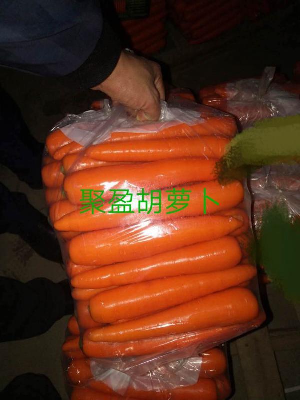 漳浦红萝卜大量上 支持整车批发 代收代发