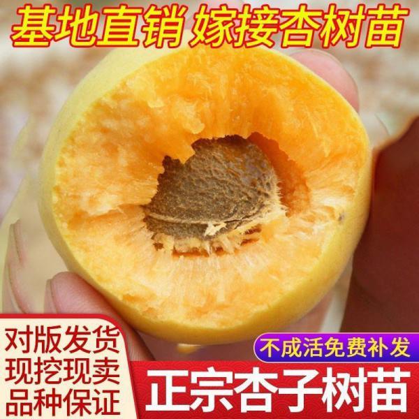 杏树苗新品种特大早熟荷兰香蜜杏珍珠油杏巨蜜王杏基地直销