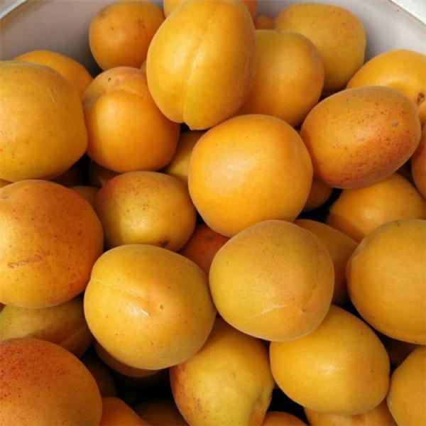 荷兰香蜜杏树苗 三包服务 基地直销 现挖现卖