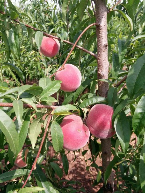 秋雪桃树苗 中秋节成熟，果个大，耐储存，含糖量高。