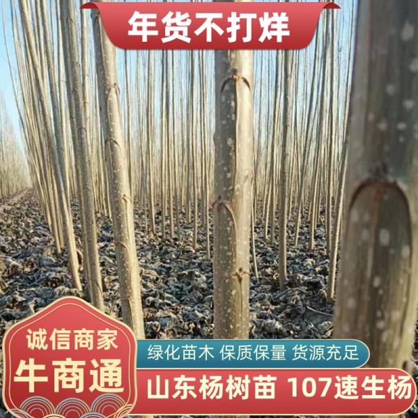 山东杨树苗107速生杨2-3公分绿化苗木保质保量