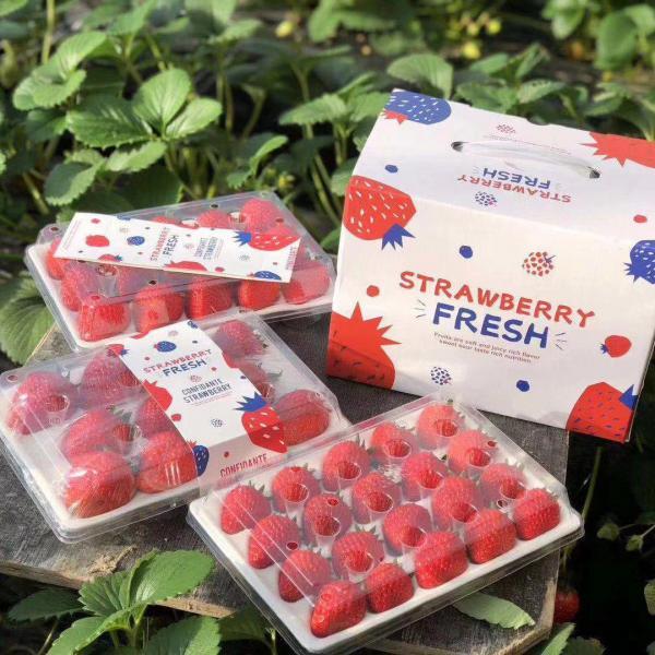 【推荐】丹东九九草莓红颜草莓，商超渠道，产地直供货源充足