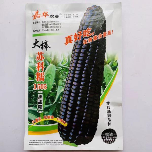 大棒苏科糯1505黑甜糯黑玉米种子 富含花青素营养价值高
