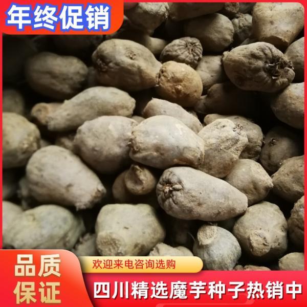 出售四川乐山峨眉山高山魔芋种，特点：皮厚，耐储存，耐运输