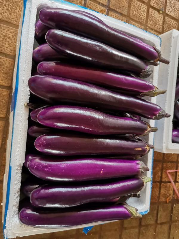 长茄子紫色茄子 冬季露天季节蔬菜大量上市
