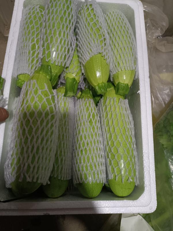 青州绿皮西葫芦大量上市中， 0.7斤以上，货源多，质量好