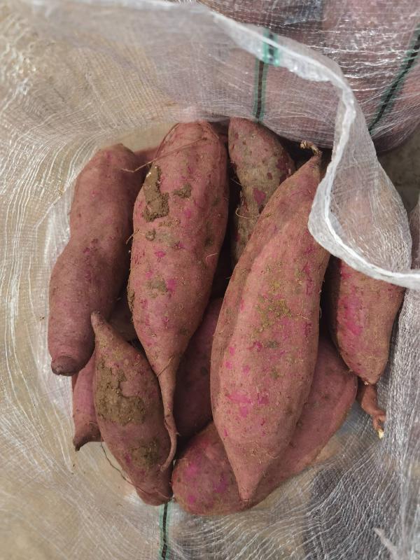 湖北精品紫薯紫罗兰圆球专业代收代发质量保证货源充足