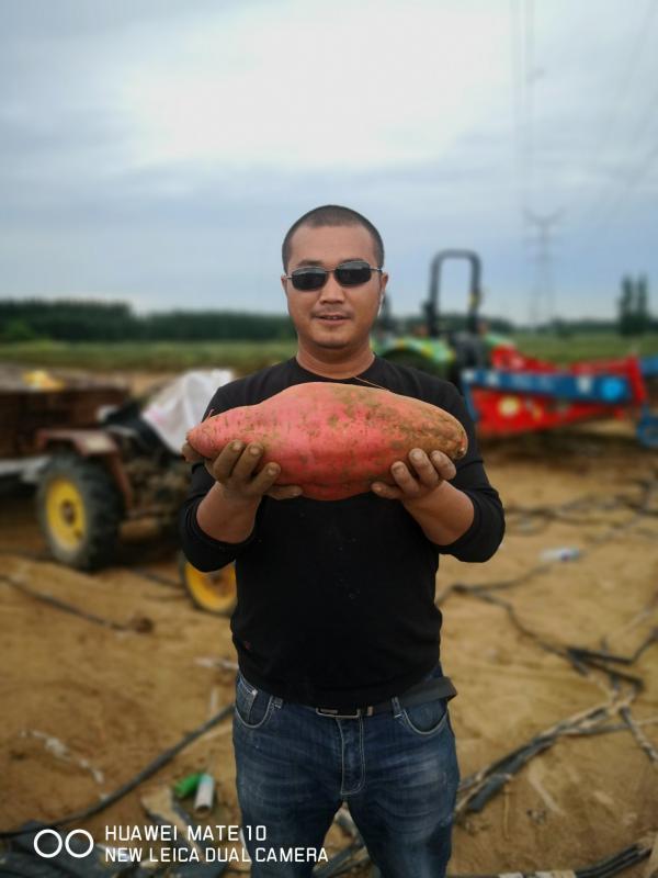 西瓜红大量供货纯沙土地种植。九月上旬上市