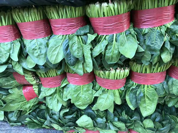 刘宪争，代收，代发全国，越冬菠菜 25~30厘米