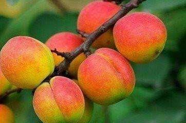 丰园红杏苗新品种丰源77全红的杏品种种植杏树果园优选