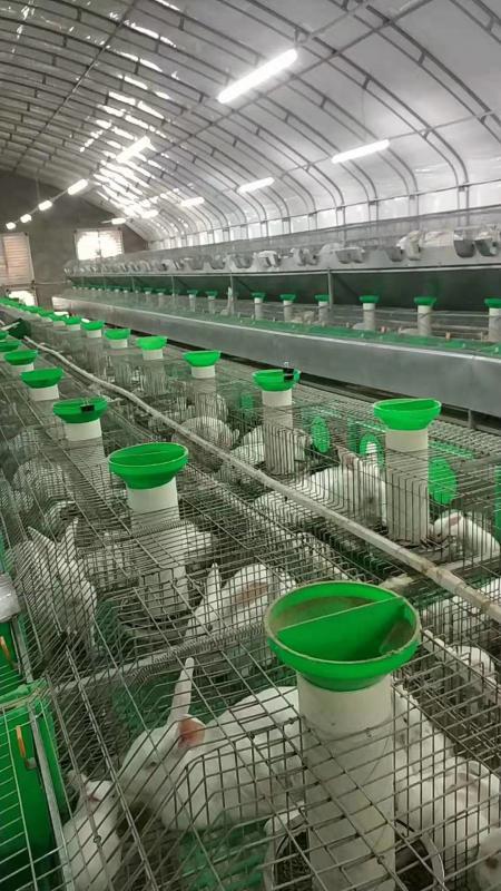 肉兔种兔养殖批发新改良杂交比利时肉兔兔肉