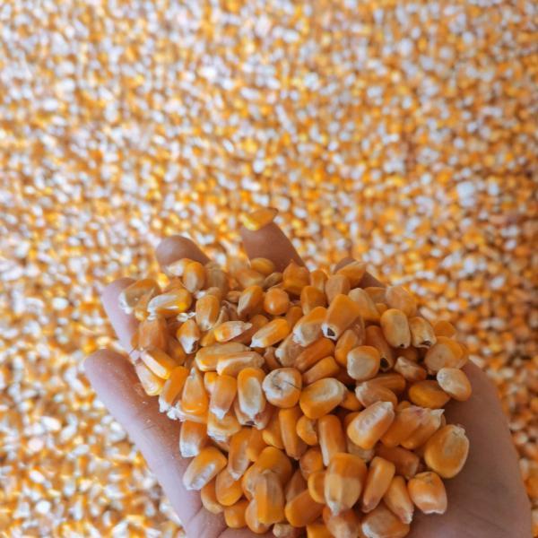 内蒙古玉米大量出售水分保14以下，无杂质，无霉变。