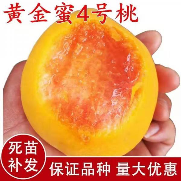桃树苗新品种特大晚熟黄金蜜四号芒果味离核当年结果提供技术
