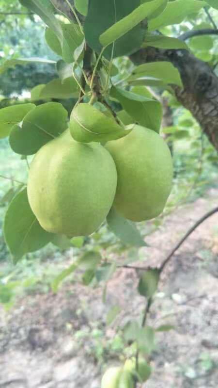 酥梨 早酥梨 七月酥梨 产地货源新鲜上市
