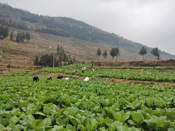 贵州省纳雍县猪场乡硐口村芥菜种植基地
