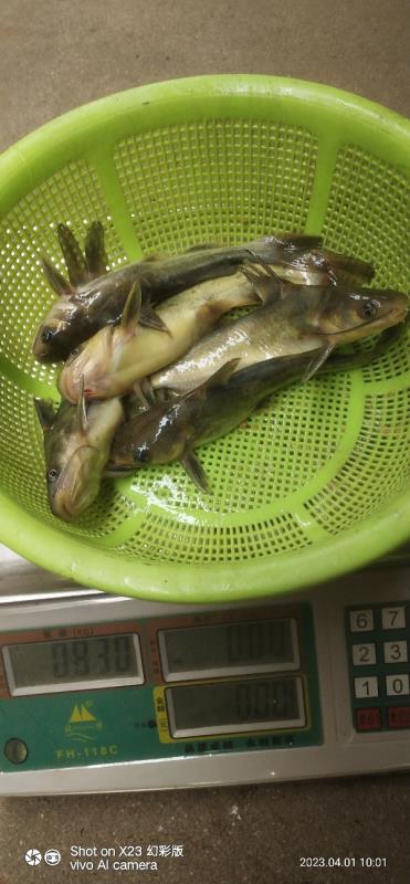 江西赣州黄骨鱼成品鱼，