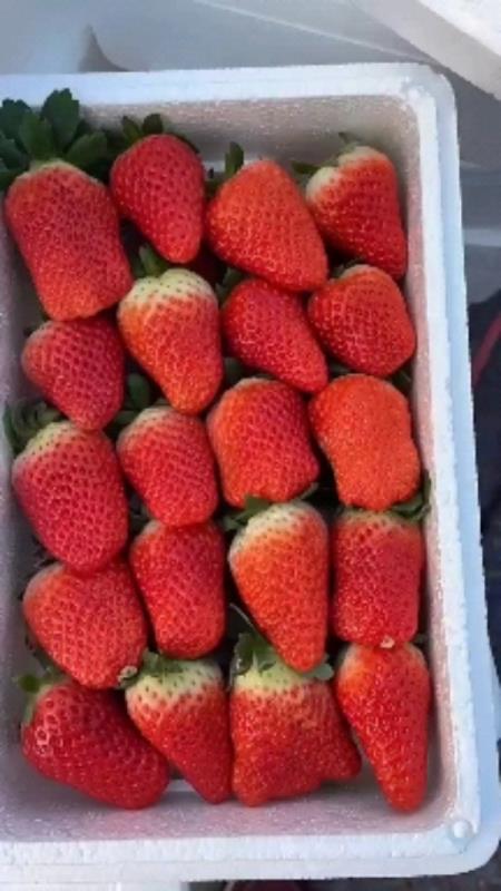 草莓  甜查理草莓 九香草莓 联盟草莓