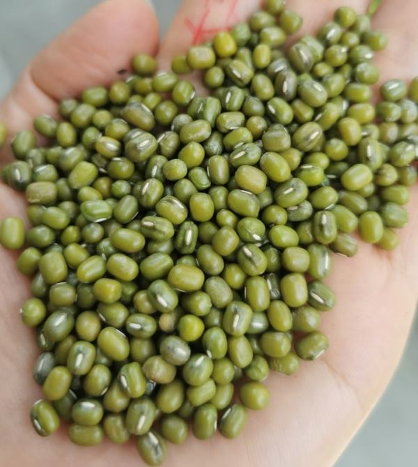 东北新鲜绿豆农家发芽绿豆五谷杂粮特价批发