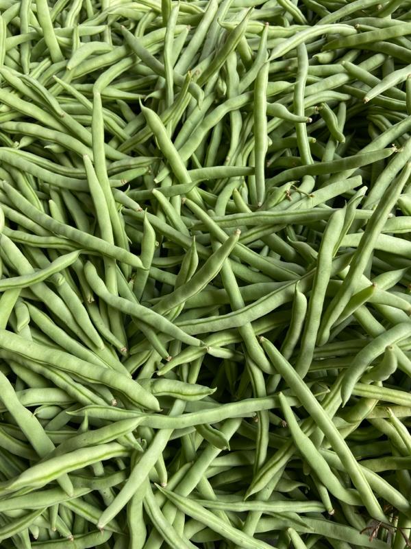 广西北海大量供应四季豆，产地直发