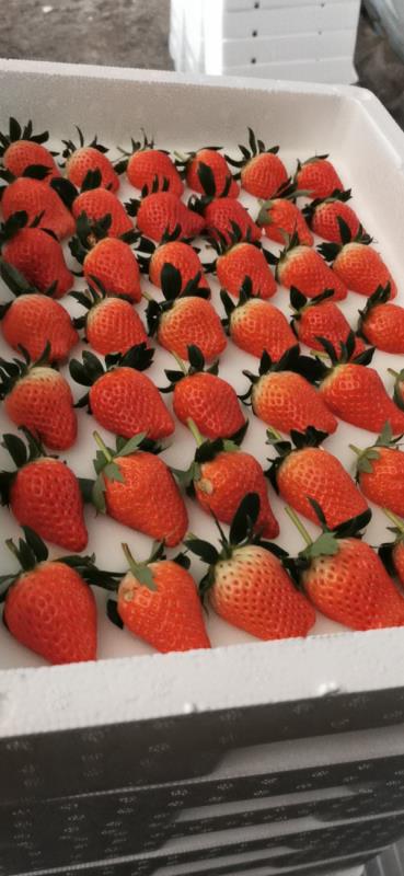 山东平度草莓产地直发，货源稳定，质量保证