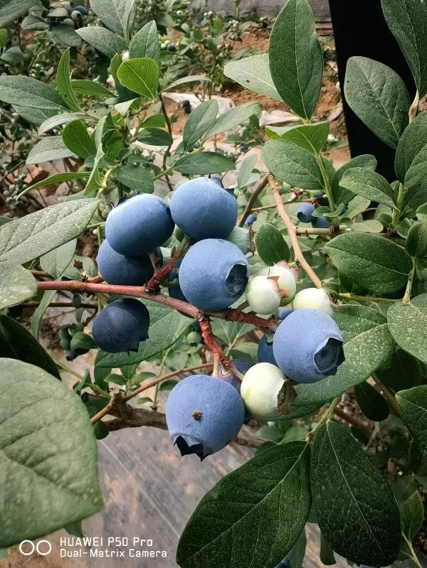 山东蓝莓原产地代收 批发