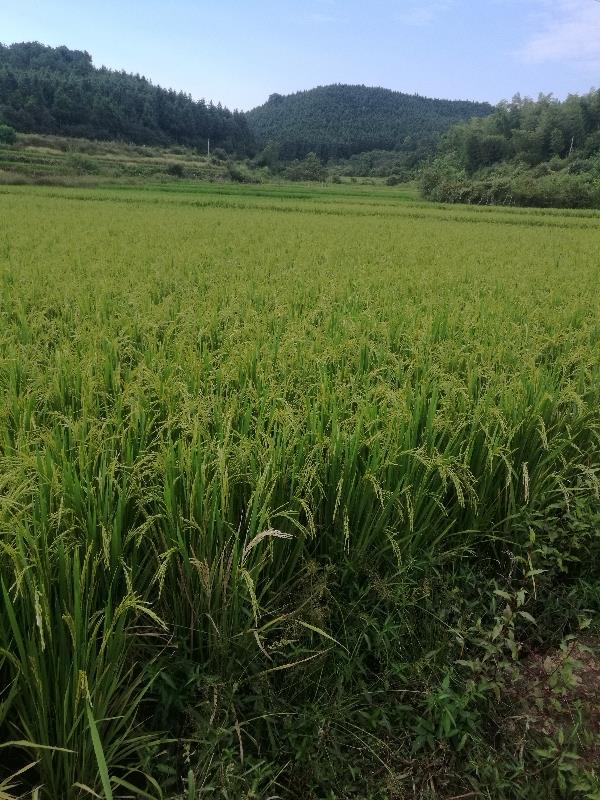 洪香占稻谷，产地:江西峡江，米饭香软爽口。