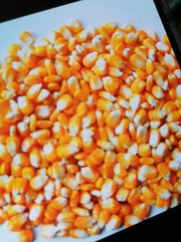 东北地产玉米