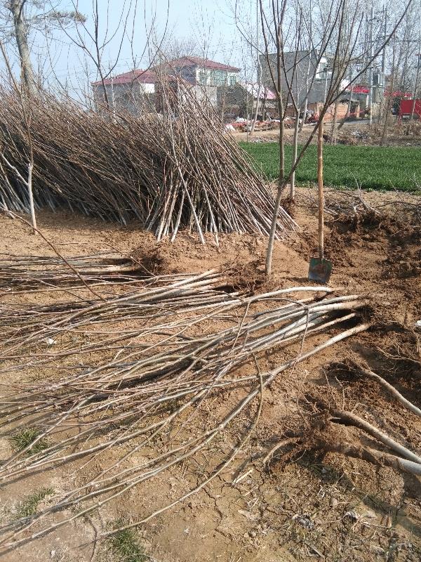 河南周口商水县邓城镇，新疆溥皮核桃树苗出售。