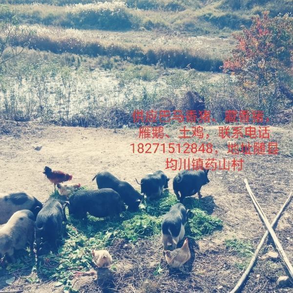 供应原生态土鸡，巴马香猪，藏香猪