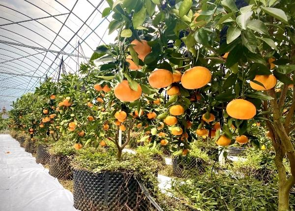 湖南千思甘平柑橘树苗种植一年果苗高50公分
