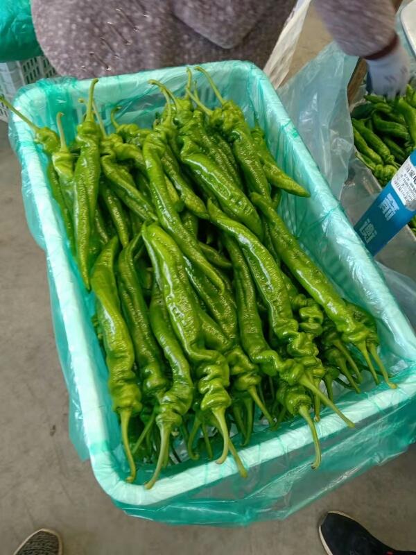 兰陵县各种辣椒，蔬菜大掉价，