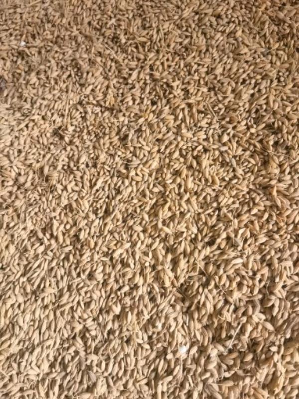 水稻 优质贡米原产地 鲜米机专供