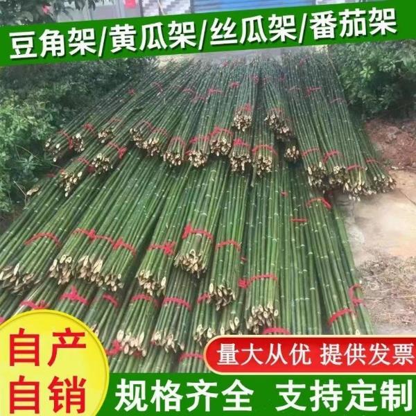 菜架竹 南竹 麻竹大批量供应优质各种大小竹子