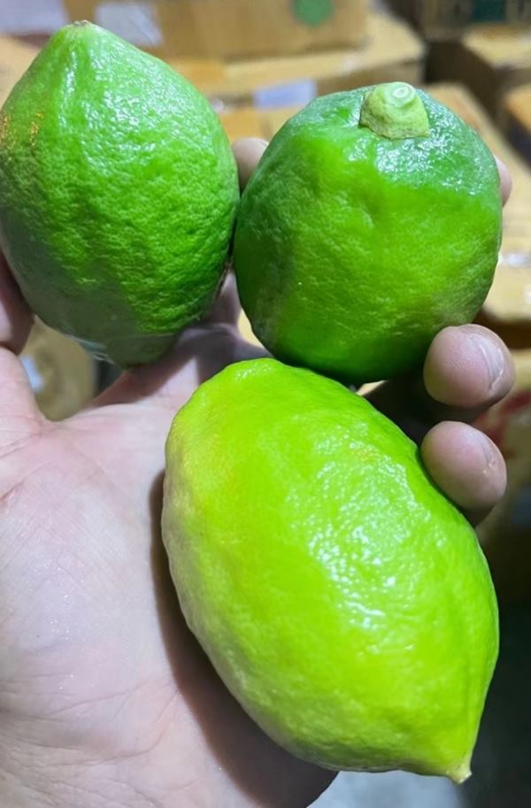 广东无籽香水柠檬一级青果单个2到4两