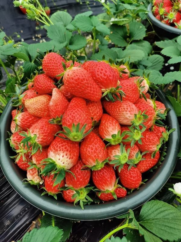 西安市长安区大量草莓红颜章姬供应