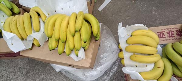 菲律宾进口香蕉